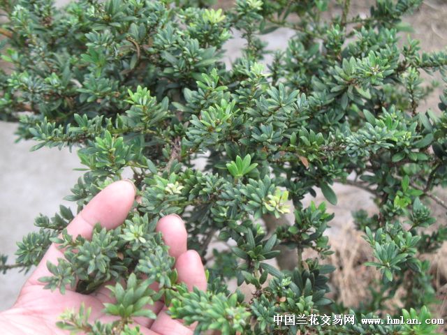 透明LED显示屏 第34页