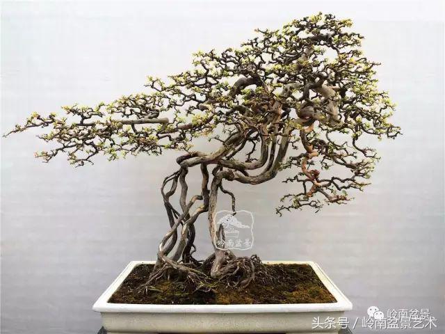 探寻金融市场脉搏，股票最新价的魔力与魅力揭秘